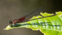 Hetaerina cruentata (Highland Rubyspot) male-3.jpg